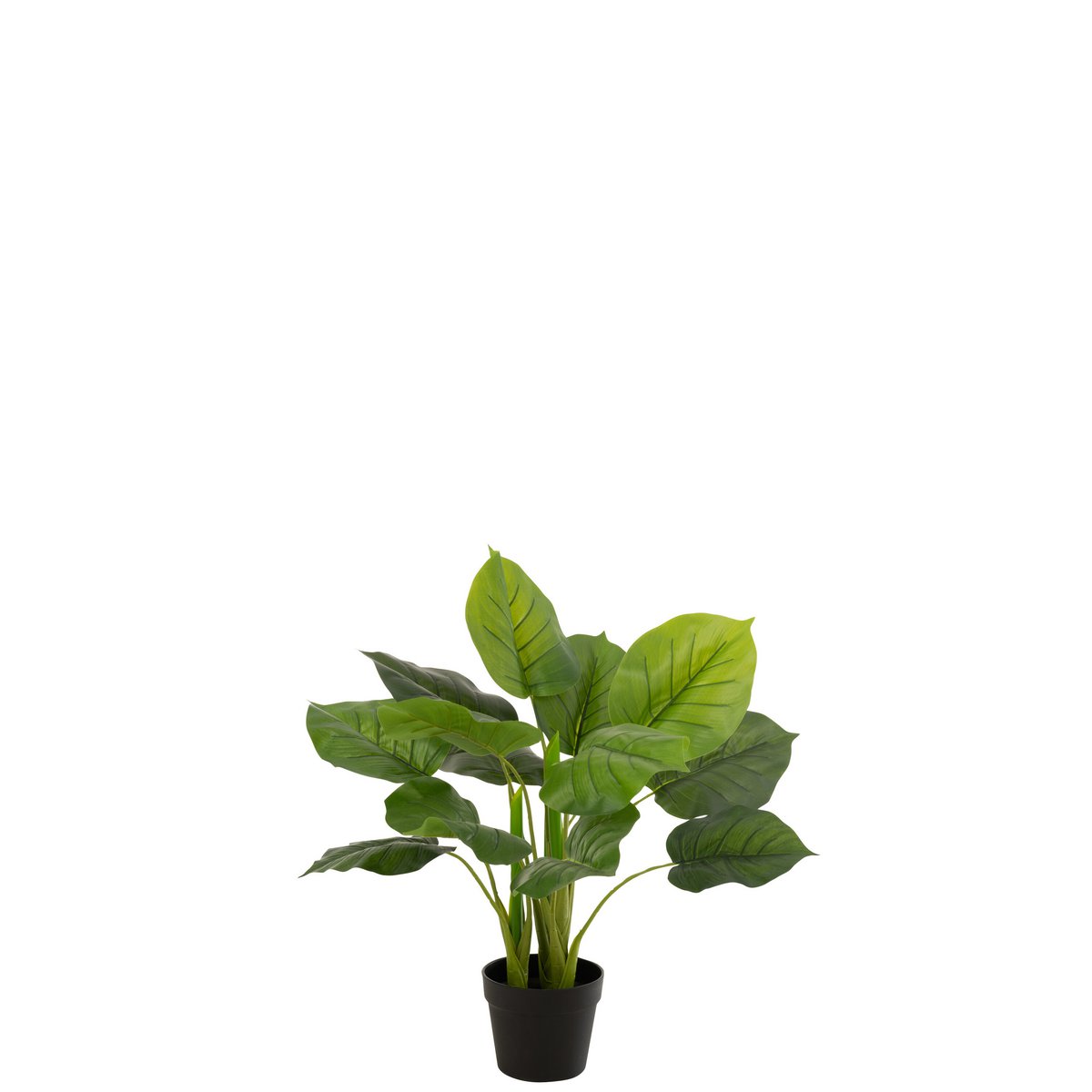 J-Line - Pothos Plant In Pot Plastic Groen