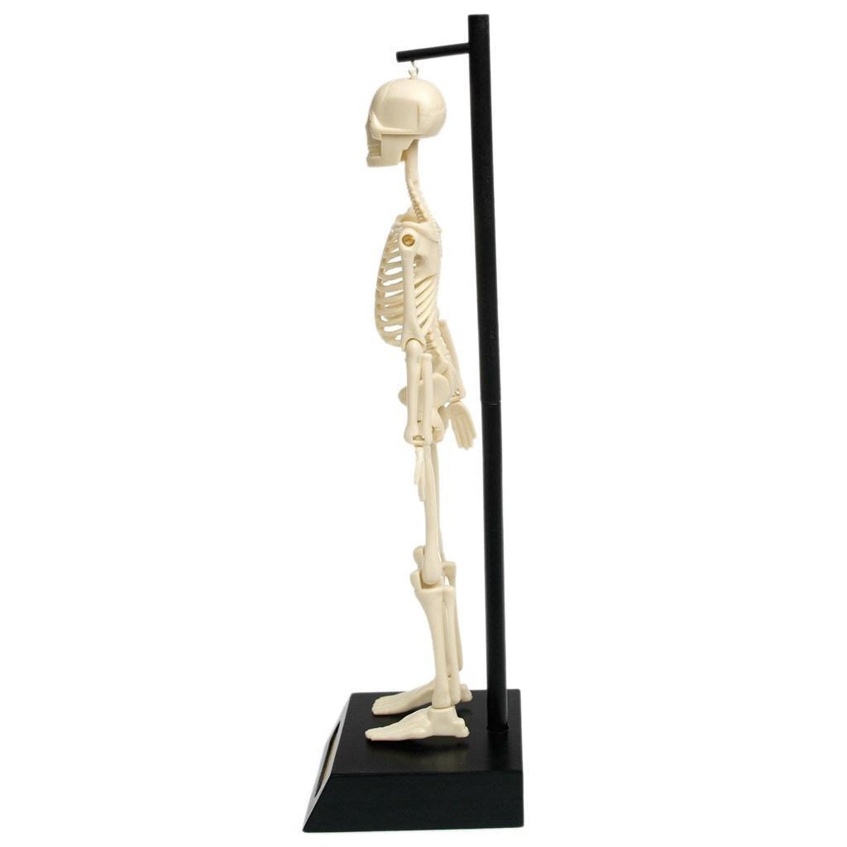 Rex London - Anatomisch skeletmodel 'Op houten voet'