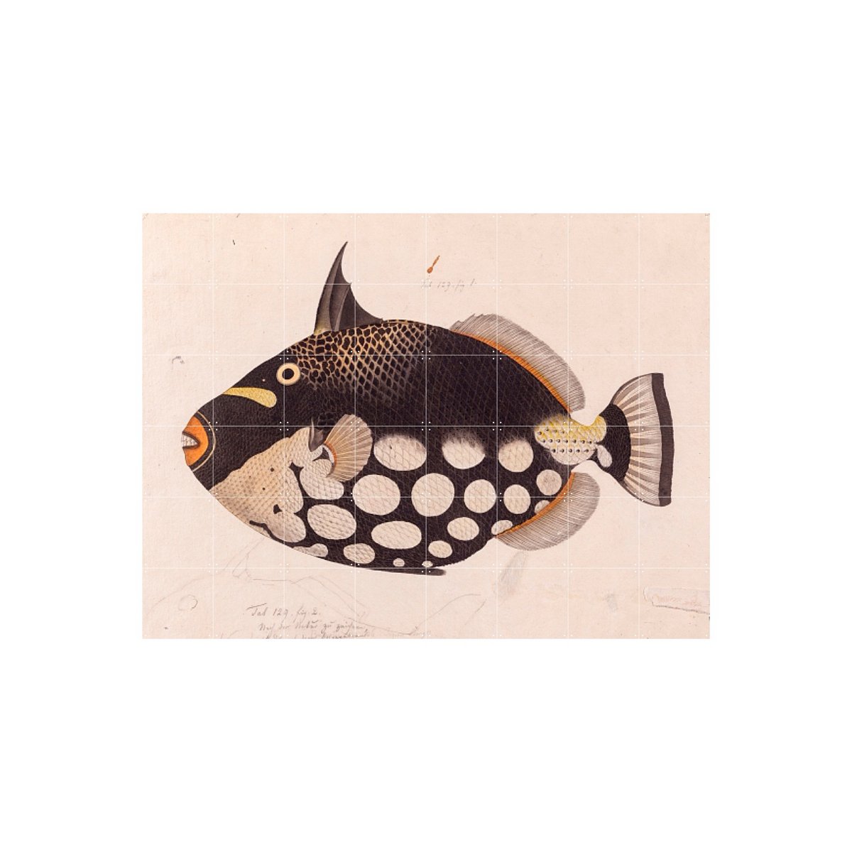 IXXI - Black Fish Wall art - Poster - Wanddecoratie - S - white, black