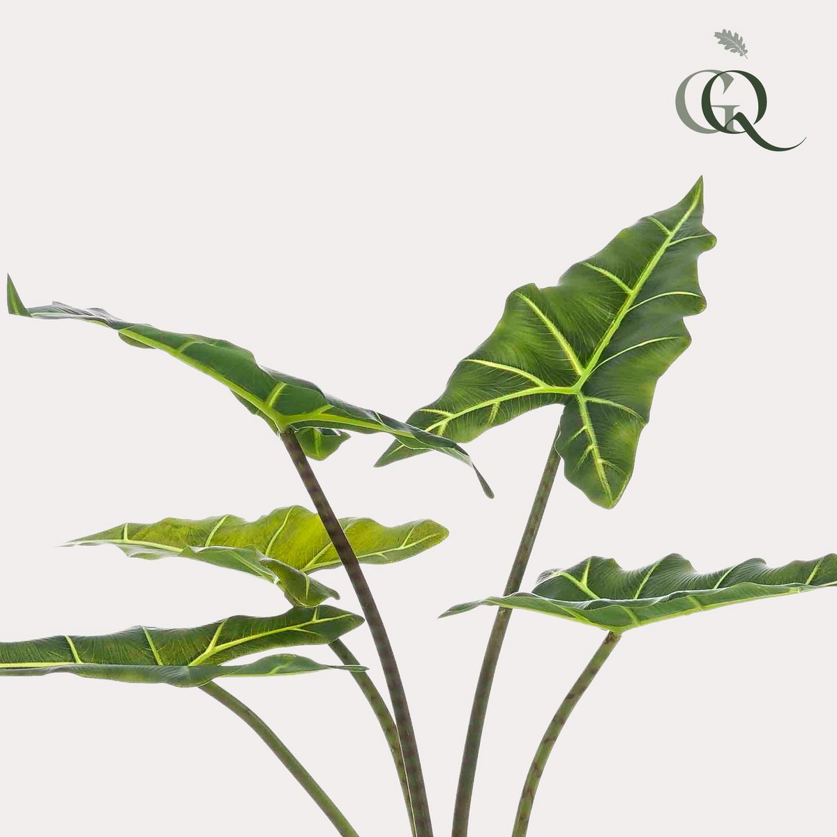 Green BoutiQ - Kunstplant - Alocasia Frydek - Olifantsoor - 80 cm