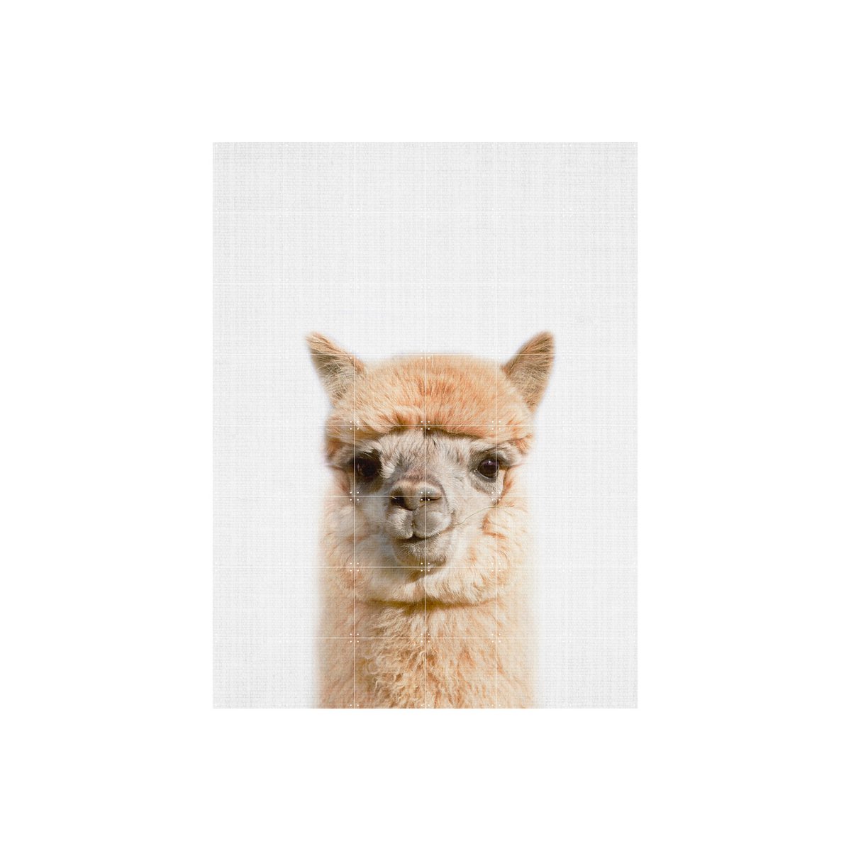 IXXI - Alpaca Wall art - Poster - Wanddecoratie - L - 120 x 160 - grey