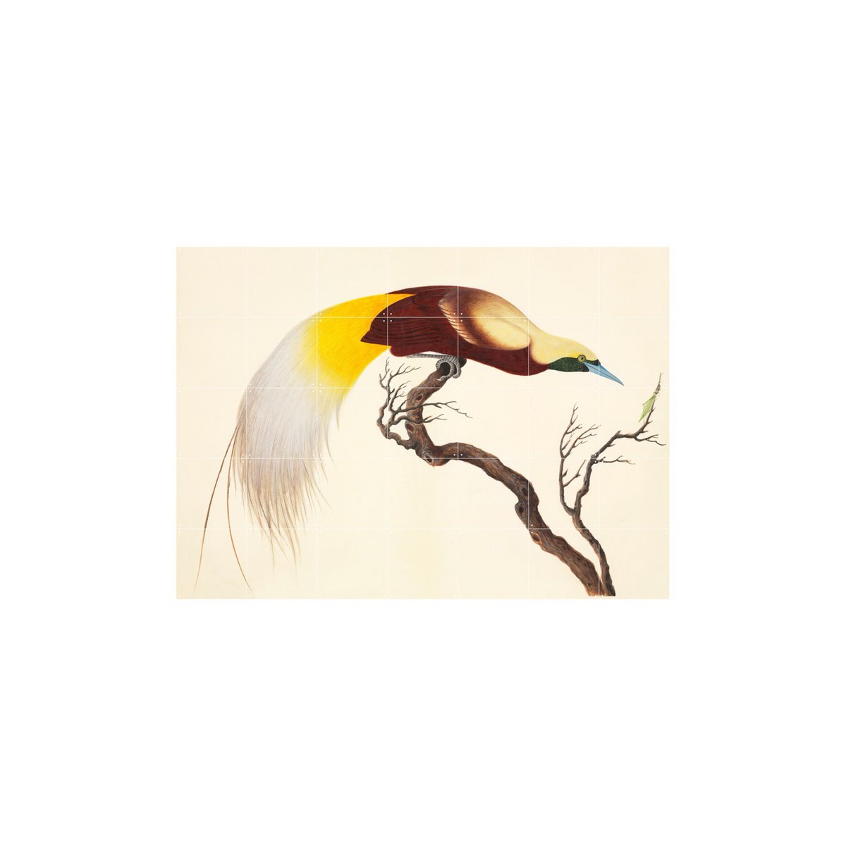 IXXI - Lesser Bird of Paradise Wall art - Poster - Wanddecoratie