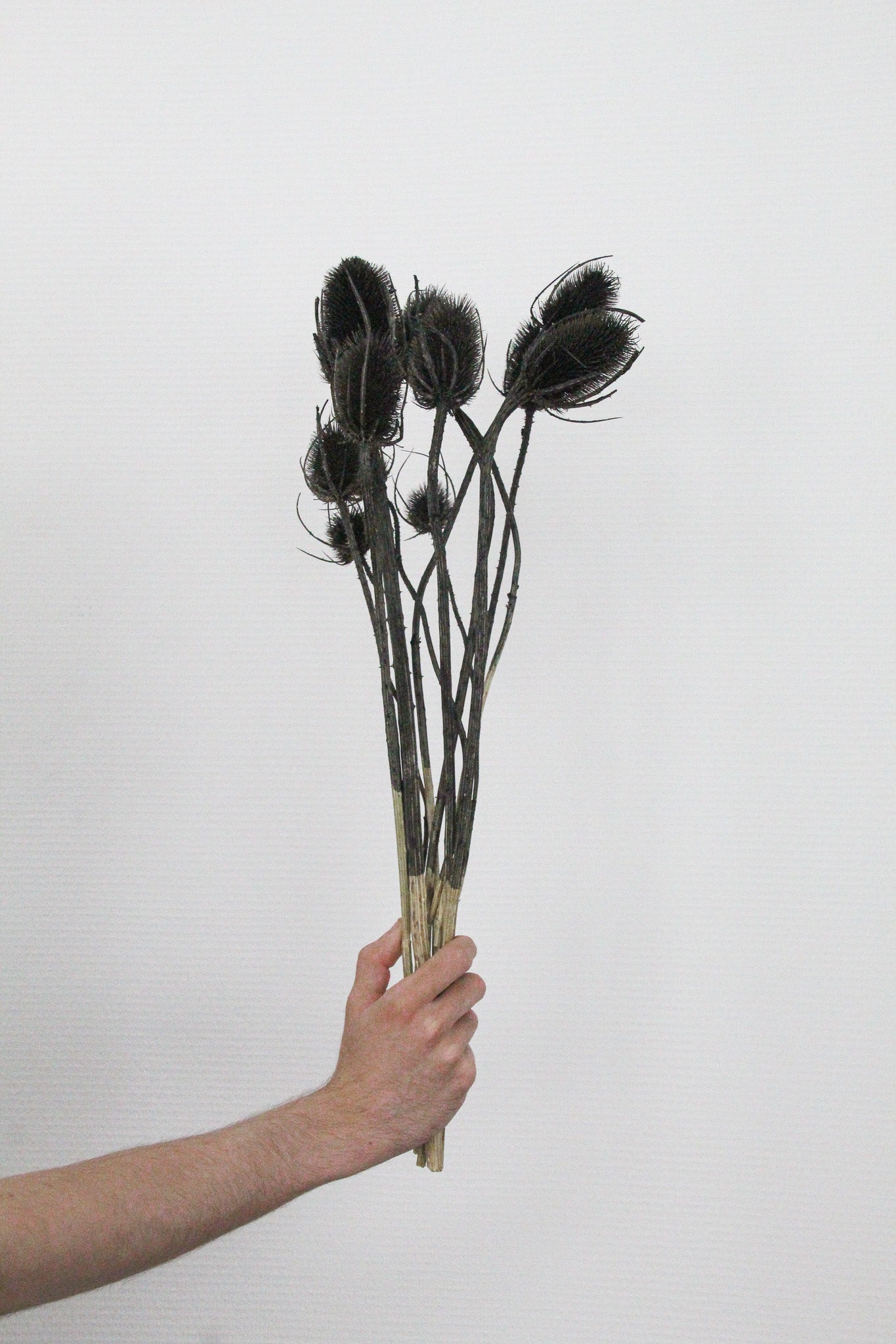 Maison d'Abri - Bundeltje gedroogde bloemen 'Dipsacus' (Black)