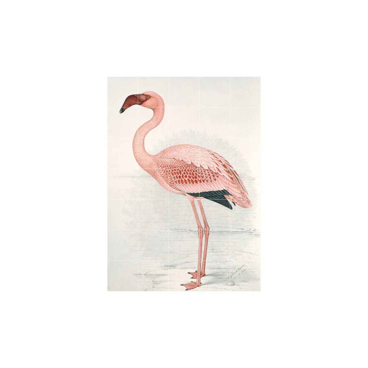 IXXI - Flamingo Finch-Davies Wall art - Poster - Wanddecoratie - S - orange