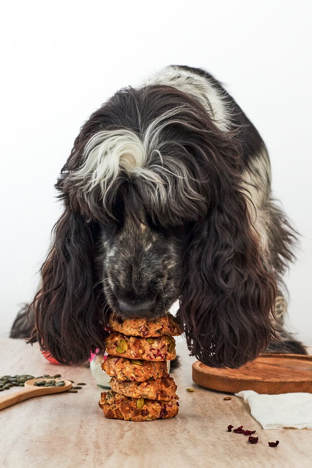 Pineut - Honden bakpakket 'Dognuts'